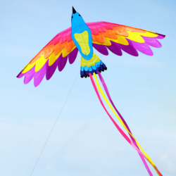 七彩鳯凰風箏 180cmWx90cmH+尾50cm phoenix kite